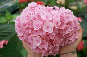 Гортензия крупнолистная (Hydrangea macrophylla Double Pink Love) P12  new!