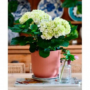 Гортензия крупнолистная (Hydrangea macrophylla Hi Chrystal Palace) P12