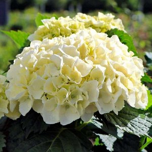 Гортензия крупнолистная (Hydrangea macrophylla Hi Chrystal Palace) P12