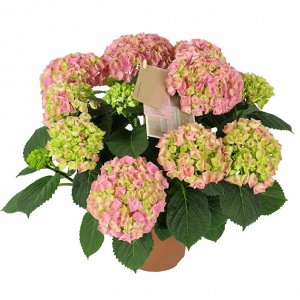 Гортензия крупнолистная (Hydrangea macrophylla Hi River) P12