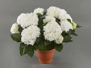 Гортензия крупнолистная (Hydrangea macrophylla Hi White Sun) P12