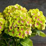 Гортензия крупнолистная (Hydrangea macrophylla Magical Green Cloud) P12