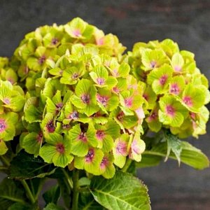 Гортензия крупнолистная (Hydrangea macrophylla Magical Green Cloud) P12