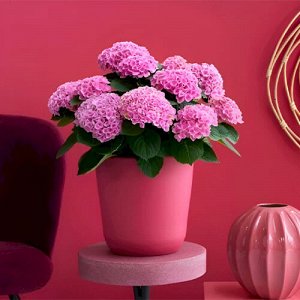 Гортензия крупнолистная (Hydrangea macrophylla Magical Party Time) P12