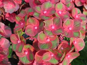 Гортензия крупнолистная (Hydrangea macrophylla Rebelion Choco Love) P12  new!