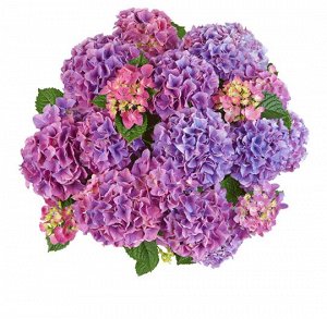Гортензия крупнолистная (Hydrangea macrophylla Tabletensia Purple) P9  HIT!