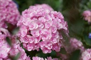 Гортензия крупнолистная (Hydrangea macrophylla Double Pink Love) P12  new!