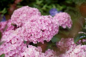 Гортензия крупнолистная (Hydrangea macrophylla Double Pink Love) P12  new!