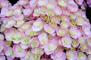 Гортензия крупнолистная (Hydrangea macrophylla Double Pink Love) P12  new!