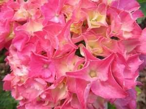 Гортензия крупнолистная (Hydrangea macrophylla Rebelion Pink Love) P12  new!