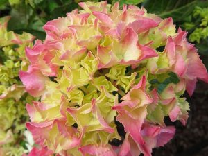 Гортензия крупнолистная (Hydrangea macrophylla Rebelion Pink Love) P12  new!