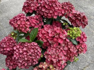 Гортензия крупнолистная (Hydrangea macrophylla Rebelion Pistachio Love) P12  new!