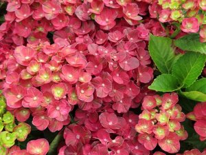 Гортензия крупнолистная (Hydrangea macrophylla Rebelion Pistachio Love) P12  new!