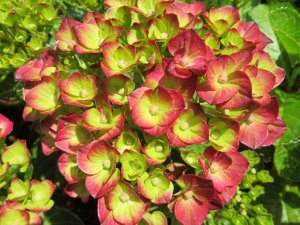 Гортензия крупнолистная (Hydrangea macrophylla Rebelion Pistachio Love) P12  new!
