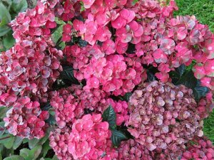 Гортензия крупнолистная (Hydrangea macrophylla Rebelion Pistachio Love) P12  new!