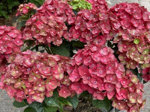 Гортензия крупнолистная (Hydrangea macrophylla Rebelion Choco Love) P12  new!