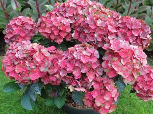 Гортензия крупнолистная (Hydrangea macrophylla Rebelion Choco Love) P12  new!