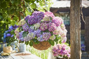 Гортензия крупнолистная (Hydrangea macrophylla Tabletensia Purple) P9  HIT!