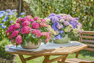 Гортензия крупнолистная (Hydrangea macrophylla Tabletensia Pink) P9  HIT!
