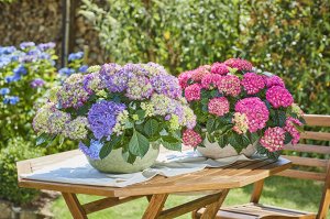 Гортензия крупнолистная (Hydrangea macrophylla Tabletensia Purple) P9  HIT!