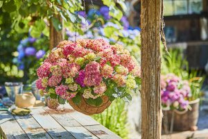 Гортензия крупнолистная (Hydrangea macrophylla Tabletensia Pink) P9  HIT!