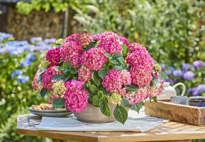 Гортензия крупнолистная (Hydrangea macrophylla Tabletensia Pink) P9  HIT!