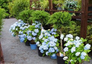 Гортензия крупнолистная (Hydrangea macrophylla Nikko Blue) P12