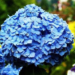 Гортензия крупнолистная (Hydrangea macrophylla Nikko Blue) P12