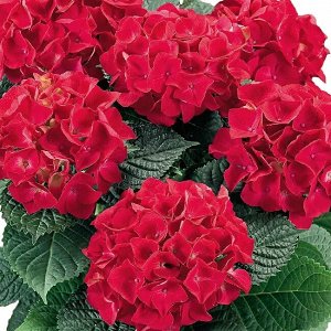 Гортензия крупнолистная (Hydrangea macrophylla Hot Red) P12