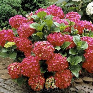 Гортензия крупнолистная (Hydrangea macrophylla Hot Red) P12