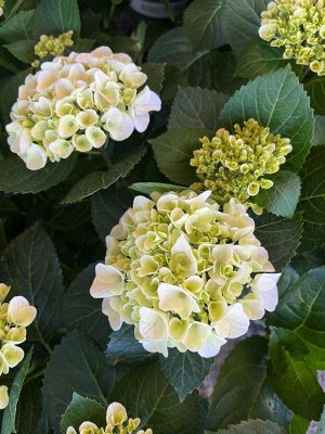 Гортензия крупнолистная (Hydrangea macrophylla Hi White Sun) P12