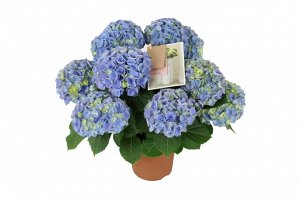 Гортензия крупнолистная (Hydrangea macrophylla Hi River) P12