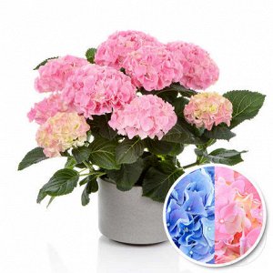 Гортензия крупнолистная (Hydrangea macrophylla Hi Mountain) P12