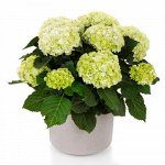 Гортензия крупнолистная (Hydrangea macrophylla Hi Hailstone) P12