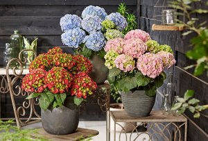 Гортензия крупнолистная (Hydrangea macrophylla Hi Fire) P12