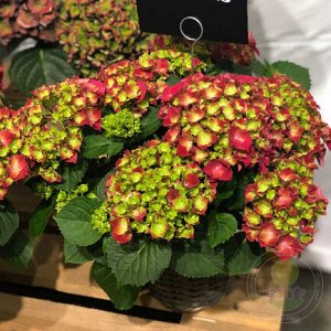 Гортензия крупнолистная (Hydrangea macrophylla Hi Fire) P12