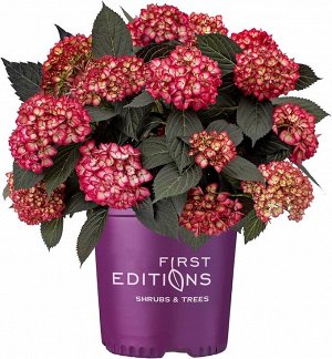 Гортензия крупнолистная (Hydrangea macrophylla Eclips First Editions) P12  HIT!