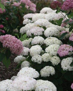 Гортензия древовидная (Hydrangea arborescens BellaRagazza Blanchetta) PW P9+ фирм.фл Германия