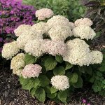 Гортензия древовидная (Hydrangea arborescens BellaRagazza Blanchetta) PW P9+ фирм.фл Германия