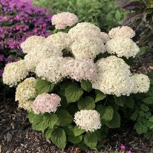 Гортензия древовидная (Hydrangea arborescens BellaRagazza Blanchetta) PW P9+ фирм.фл Германия
