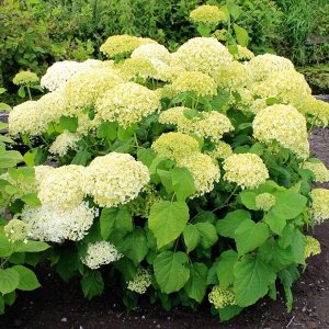 Гортензия древовидная (Hydrangea arborescens Bounty) 5 литров