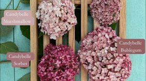 Гортензия древовидная (Hydrangea arborescens Candybelle Sorbet) P12