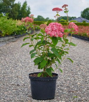 Гортензия древовидная (Hydrangea arborescens Candybelle Sorbet) P12