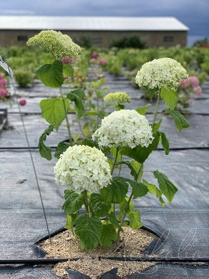 Гортензия древовидная (Hydrangea arborescens Bounty) 5 литров