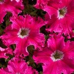Семена петуния грандифлора Афродита розовая 5шт