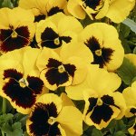 Семена виола Марипоза yellow blotch 5шт