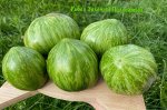 Семена томат Ребел зеленый полосатый 5шт