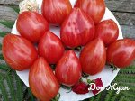 Семена томат Дон жуан 5шт
