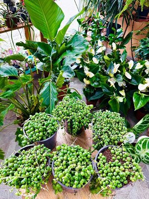 Mondo Verde Крестовник Роули