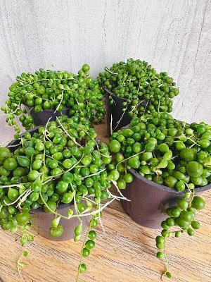 Mondo Verde Крестовник Роули